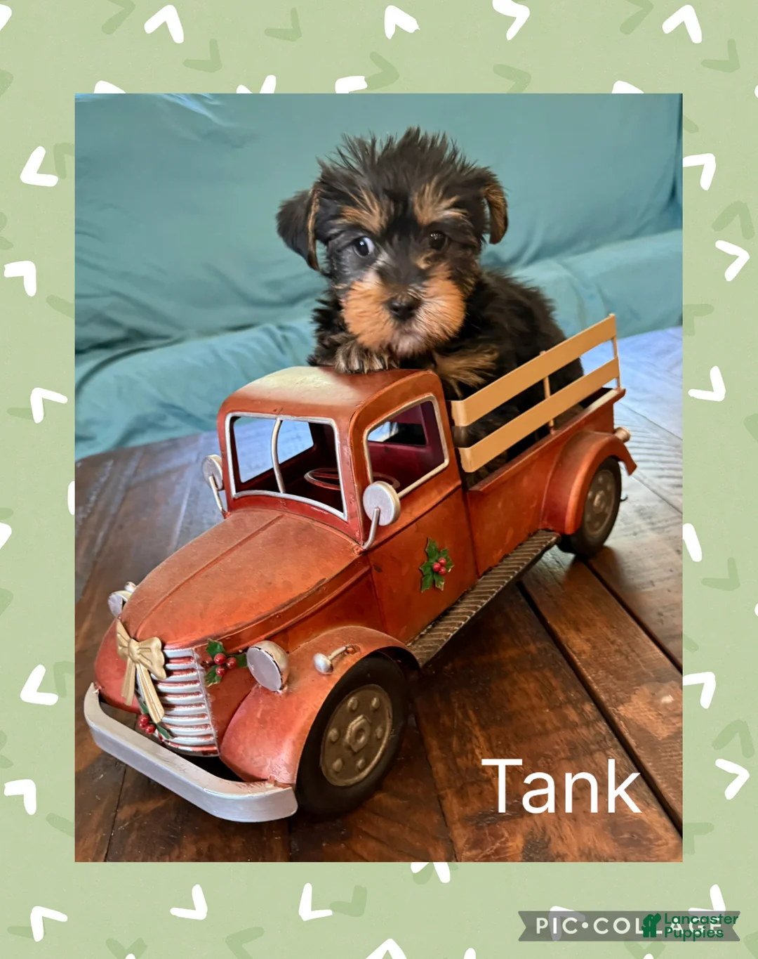 Yorkshire Terrier dogs for sale: Yorkshire Terrier Puppy 2 Tank - Ad 1