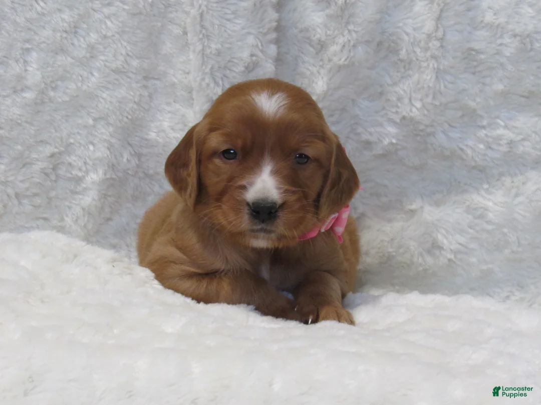 Golden Retriever dogs for sale: HAILEY - Ad 2