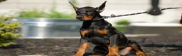Doberman Pinscher dogs for sale: Zoey AKC European Doberman Pinscher HUGE - Ad 10