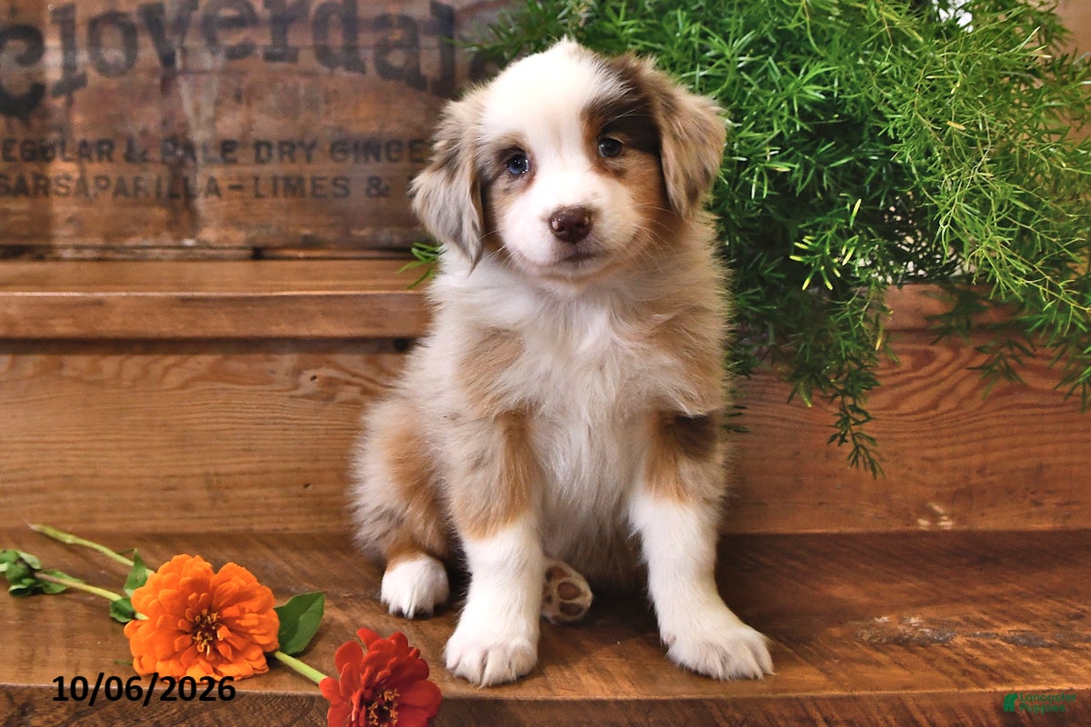 Australian Shepherd dogs Amber - Ad 2