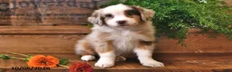 Australian Shepherd dogs for sale: Amber - Ad 2