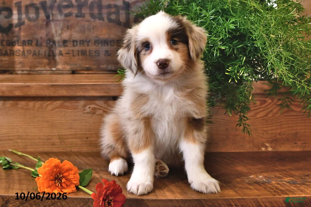 Australian Shepherd dogs for sale: Amber - Ad 2