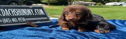 Miniature Dachshund dogs for sale: Miniature Dachshund 2 - Ad 4