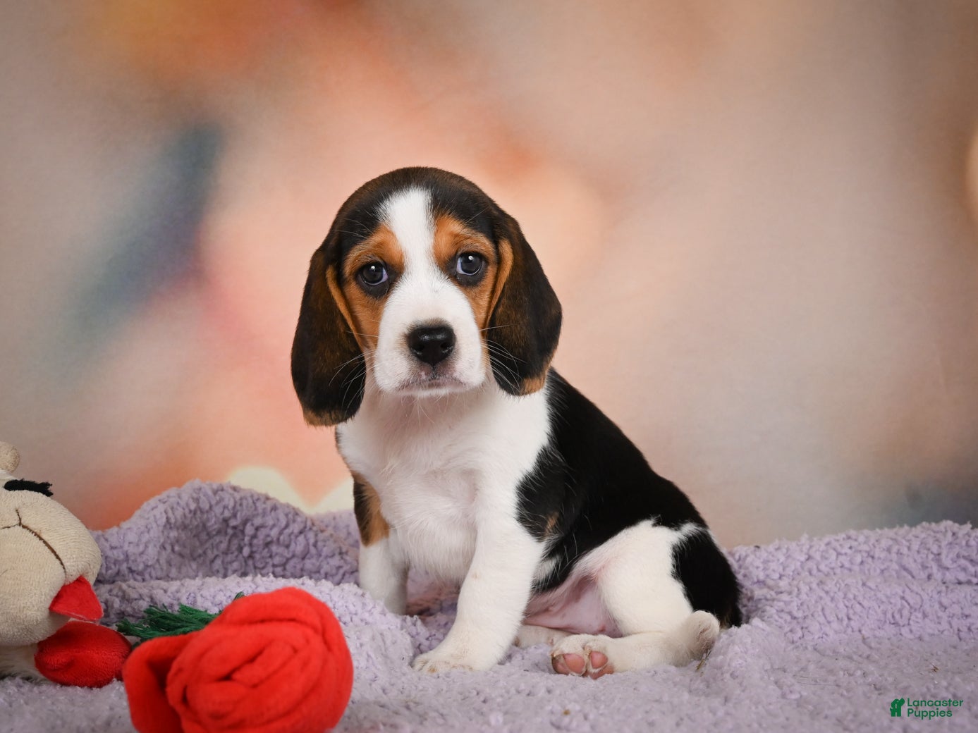 Beagle dogs OAKLY - Ad 1