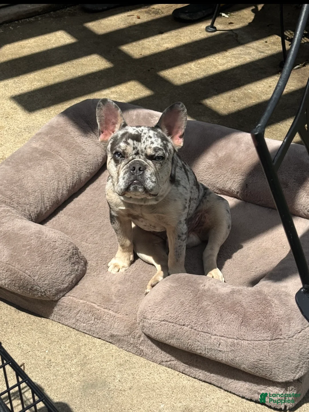 French Bulldog dogs for sale: Scar - Ad 3