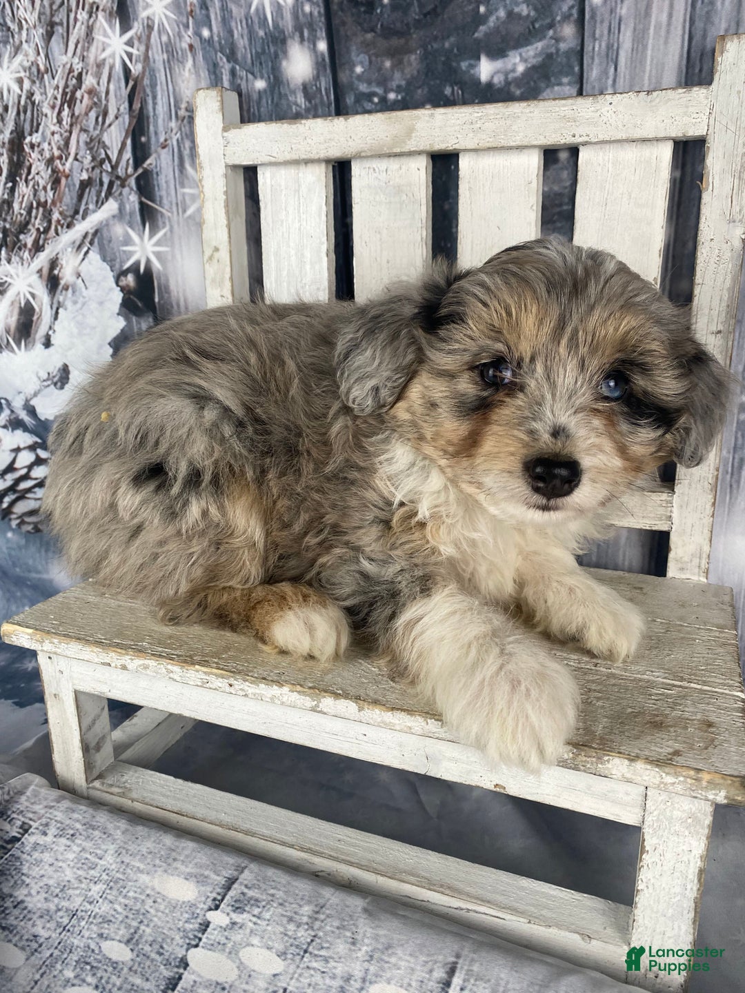 Aussiedoodle dogs for sale: Kora - Ad 11