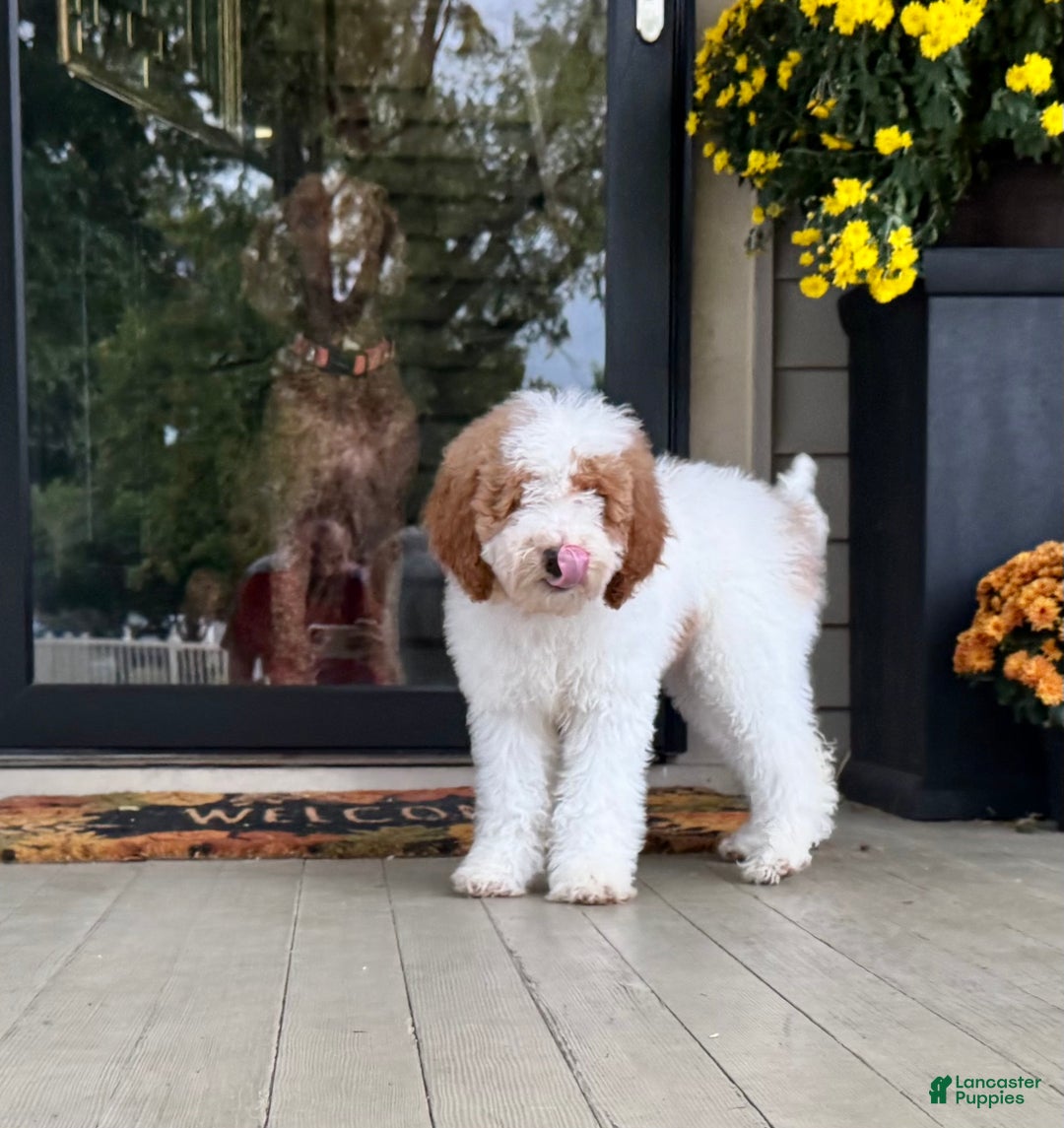 Labradoodle Puppies for sale in Illinois Lancaster Puppies