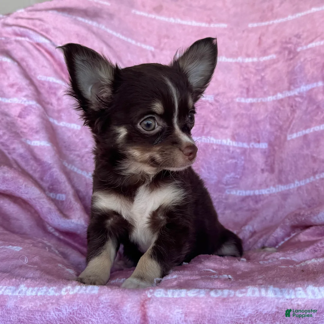 Chihuahua dogs for sale: Addison Chocolate Tri LC - Ad 3