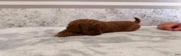 Mini Goldendoodle dogs for sale: Chrissy - Ad 2