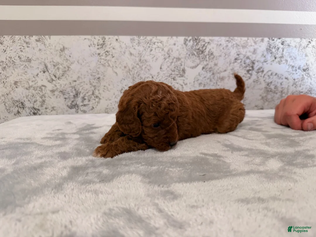 Mini Goldendoodle dogs for sale: Chrissy - Ad 2