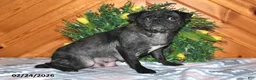 Pug dogs for sale: Dolly - Ad 4