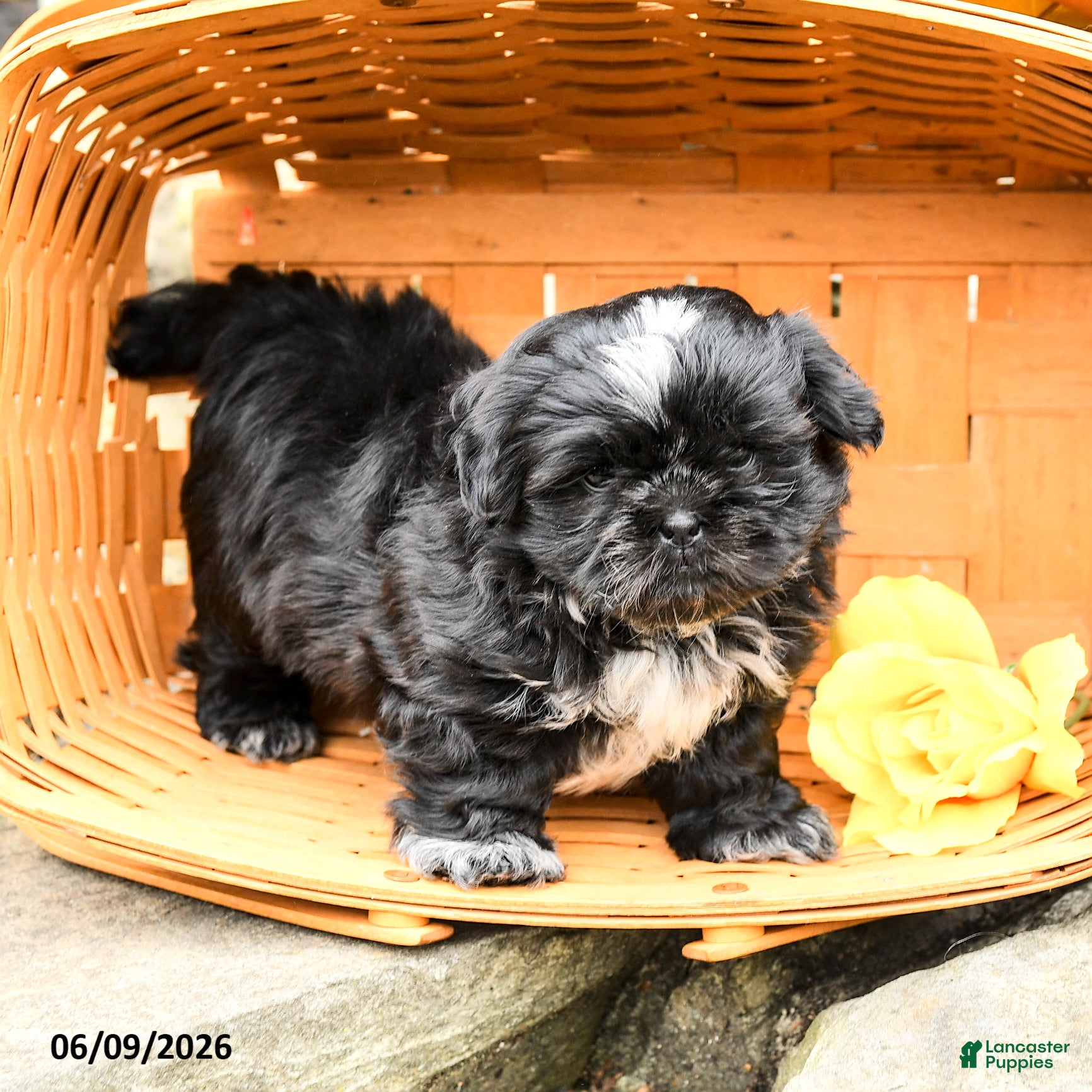 Shih Tzu dogs Teddy - Ad 1