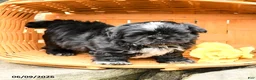 Shih Tzu dogs for sale: Teddy - Ad 1