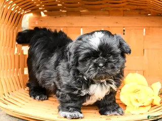 Shih Tzu dogs for sale: Teddy - Ad 3