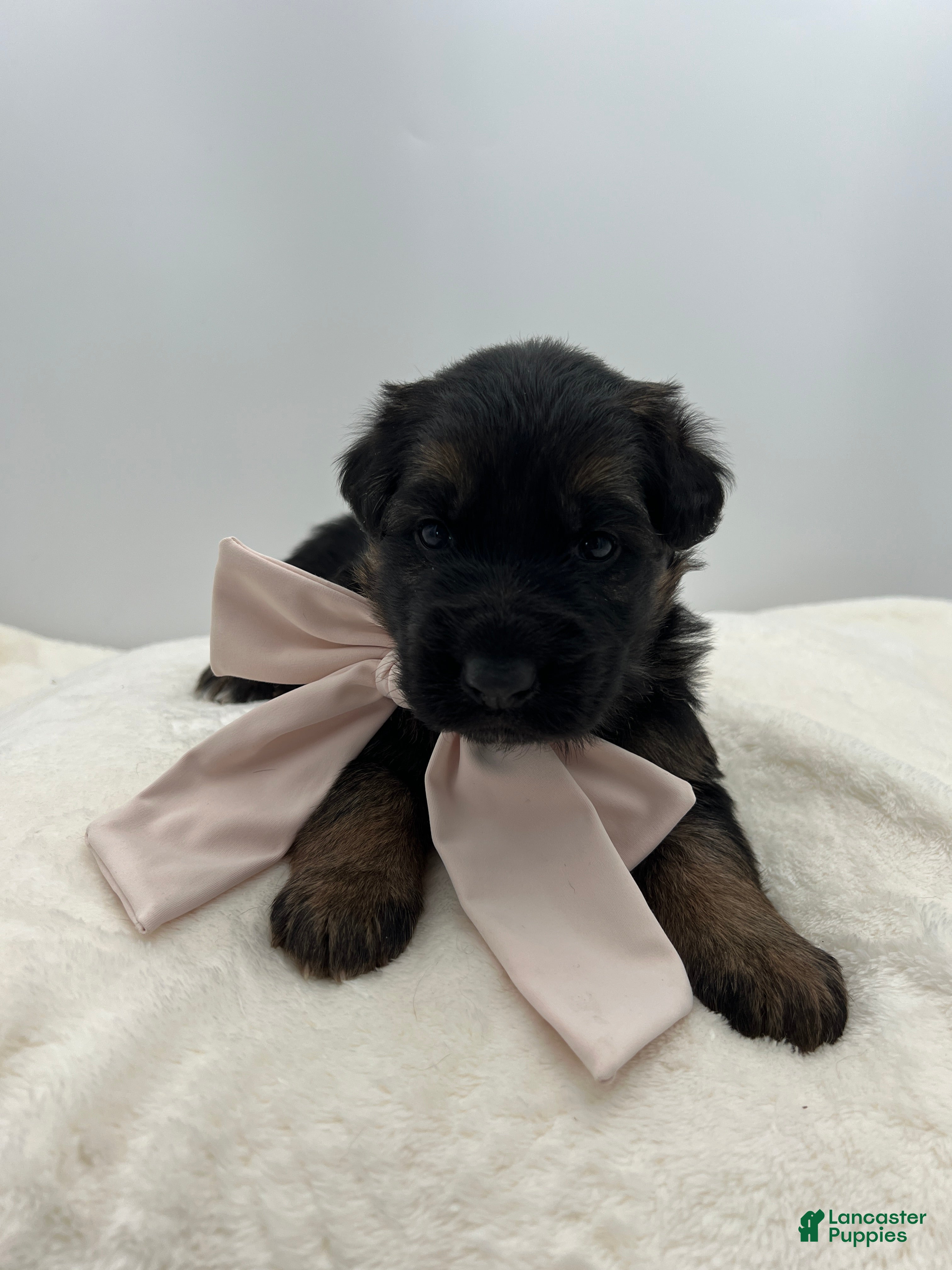 German Shepherd dogs Caleesi - Ad 21