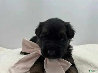 German Shepherd dogs Caleesi - Ad 21