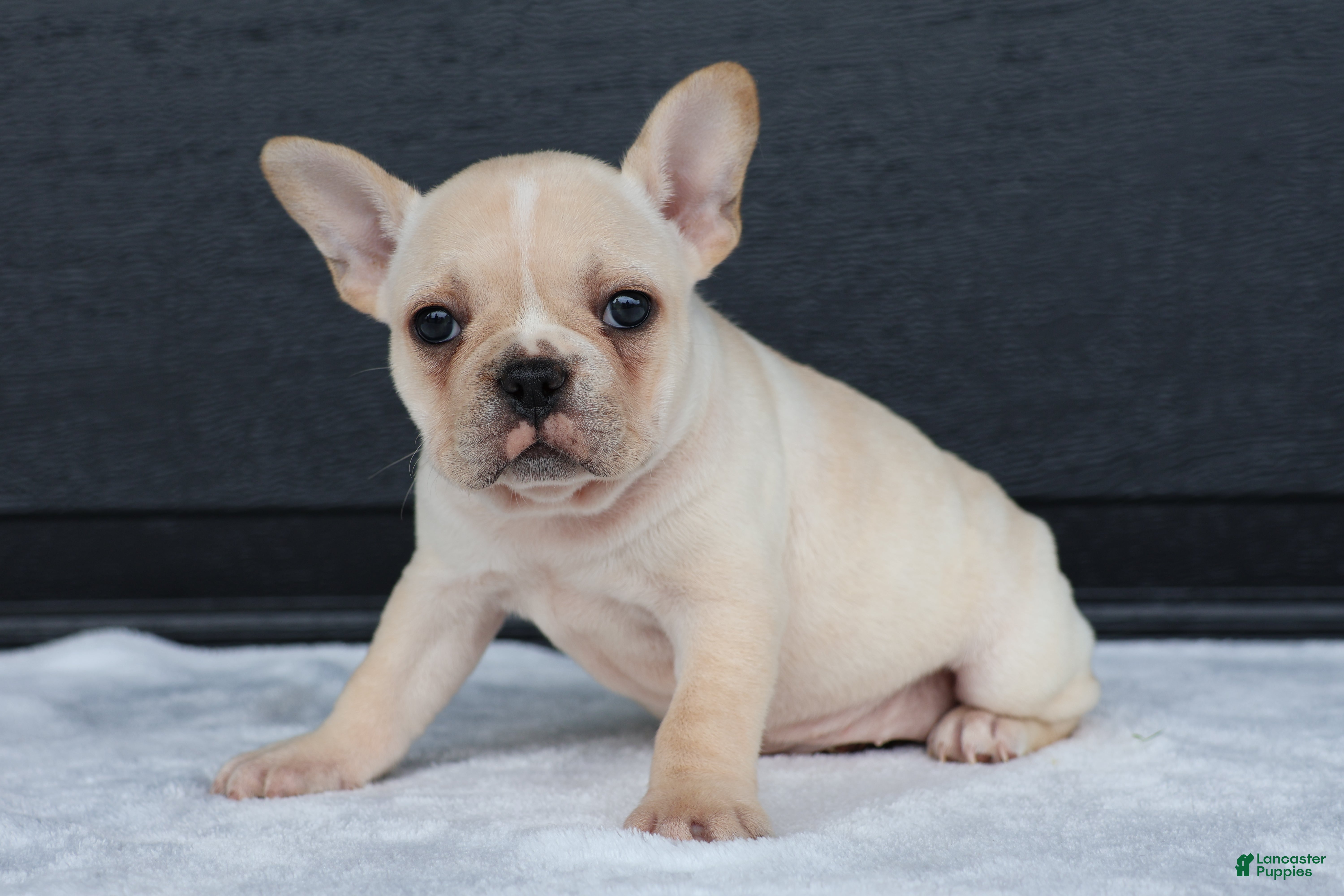 French Bulldog dogs for sale: Reeba - Ad 3