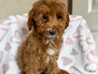 Goldendoodle dogs Martha - Ad 41