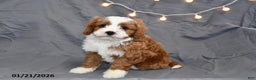 Cavapoo dogs for sale: Milo - Ad 2