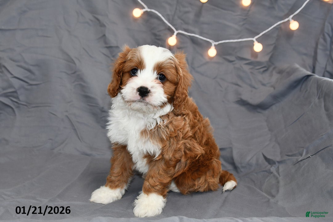 Cavapoo dogs for sale: Milo - Ad 2