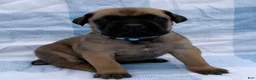 Cane Corso dogs for sale: Cane Corso 6 - Ad 3