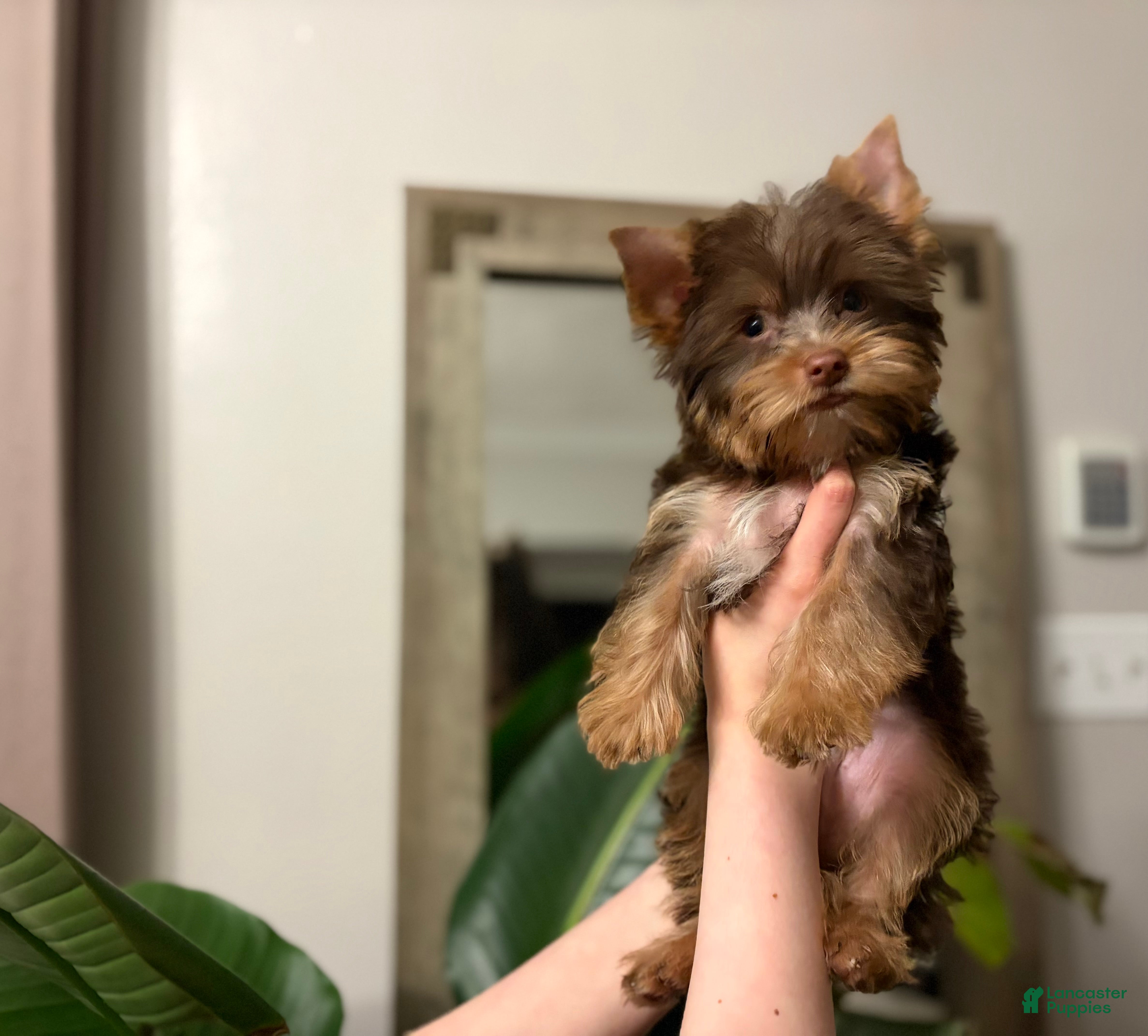 Yorkshire Terrier dogs Louie AKC Chocolate  - Ad 25