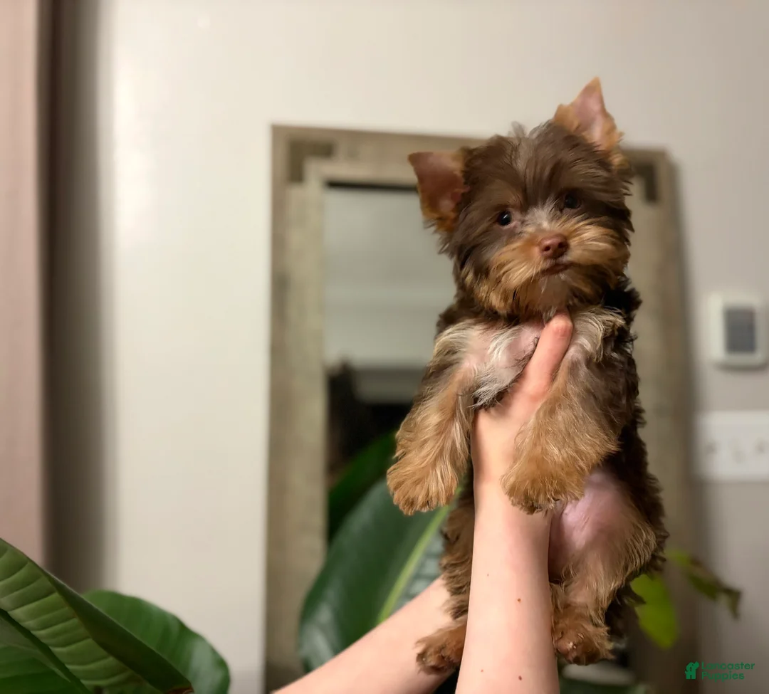 Yorkshire Terrier dogs for sale: Louie AKC Chocolate  - Ad 1