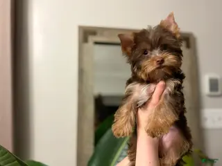 Yorkshire Terrier dogs Louie AKC Chocolate - Ad 25