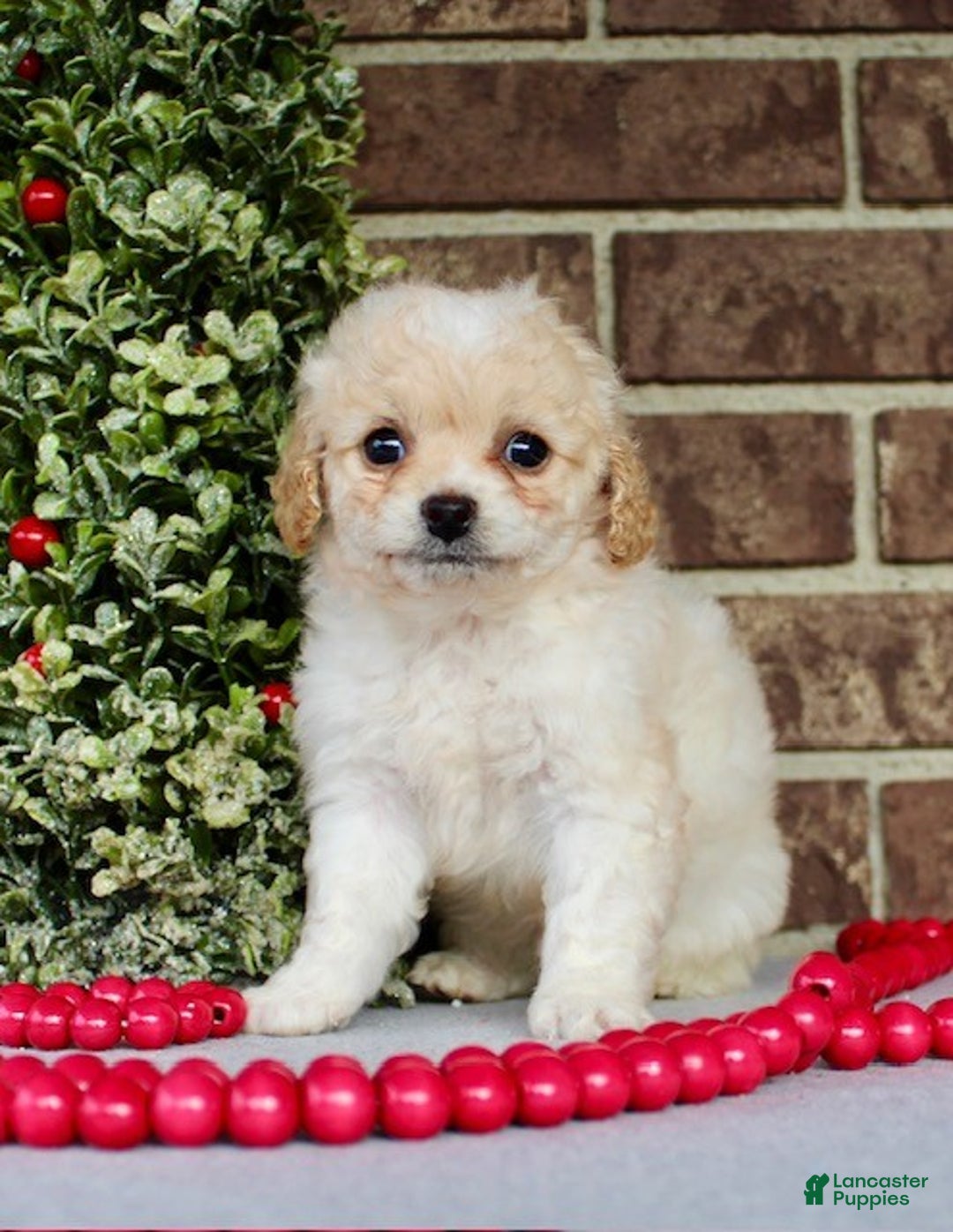 Miniature Poodle dogs for sale: Frosty - Ad 3