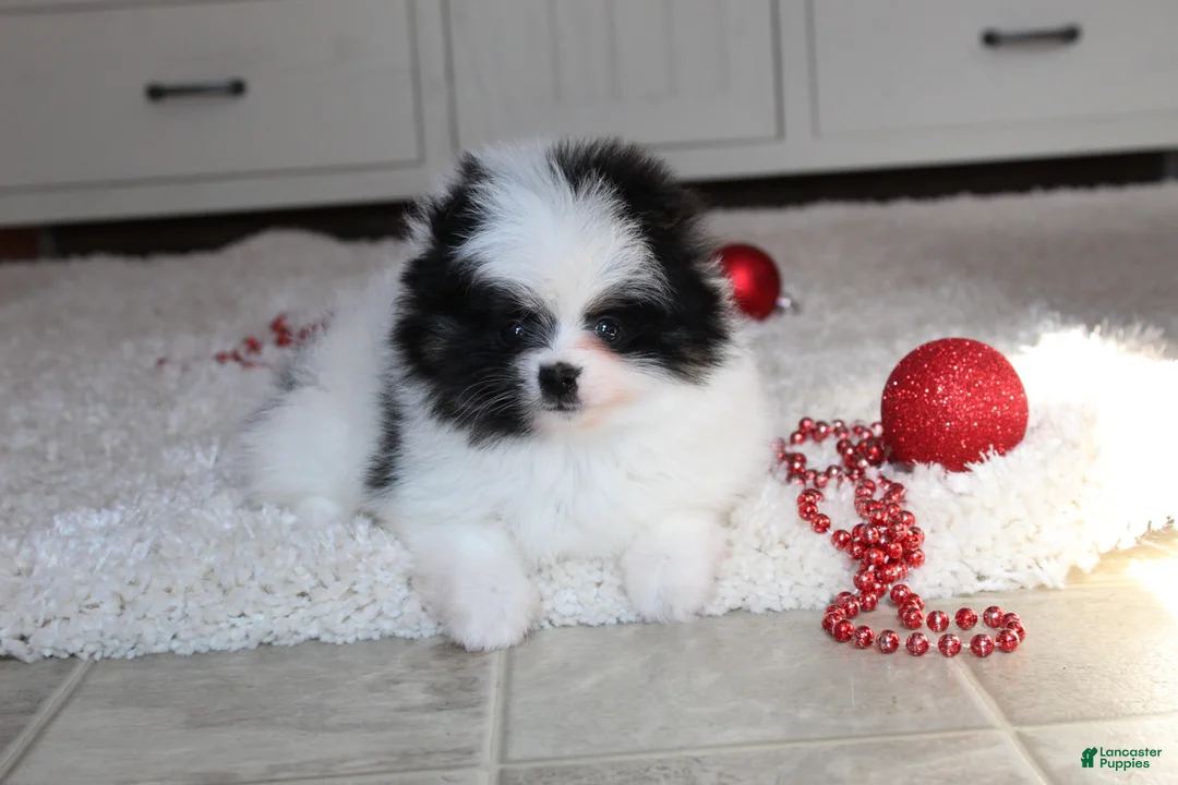 Pomeranian dogs for sale: Dax - Ad 4