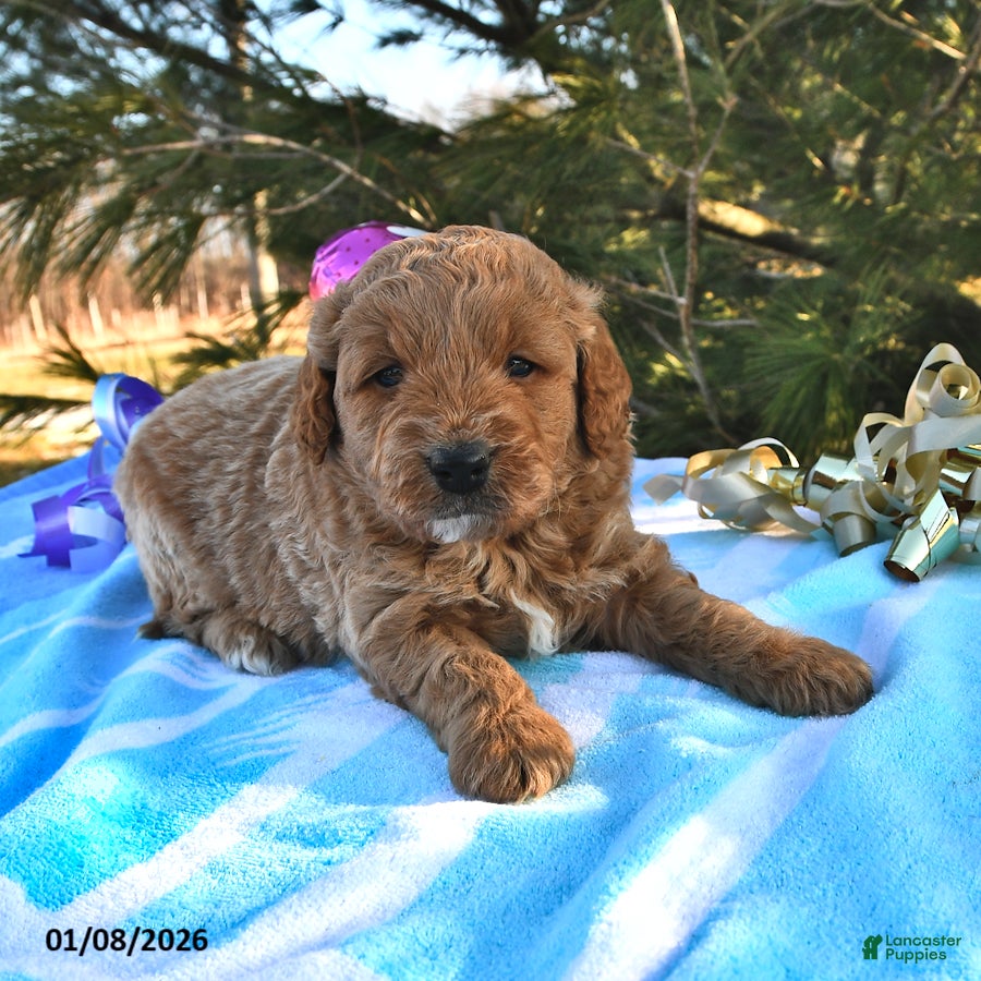 Mini Goldendoodle dogs Oreo - Ad 19