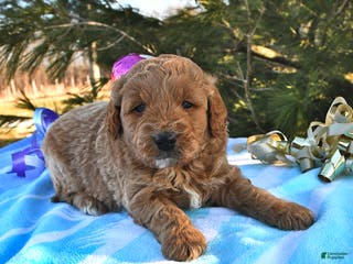 Mini Goldendoodle dogs Oreo - Ad 3