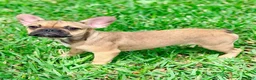 French Bulldog dogs for sale: Carter - Ad 1