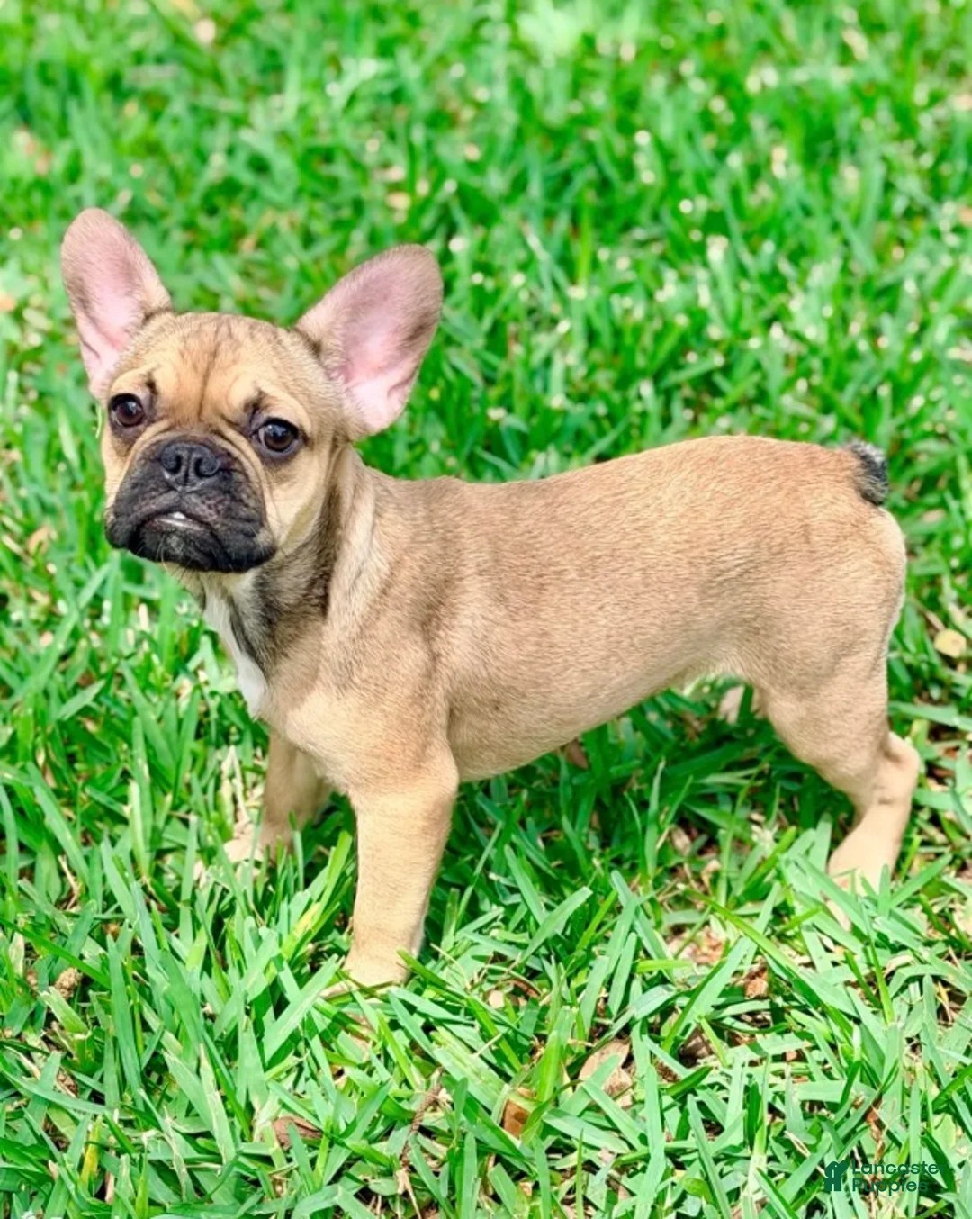 French Bulldog dogs for sale: Carter - Ad 1