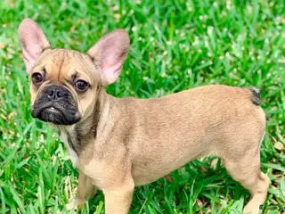 French Bulldog dogs for sale: Carter - Ad 4