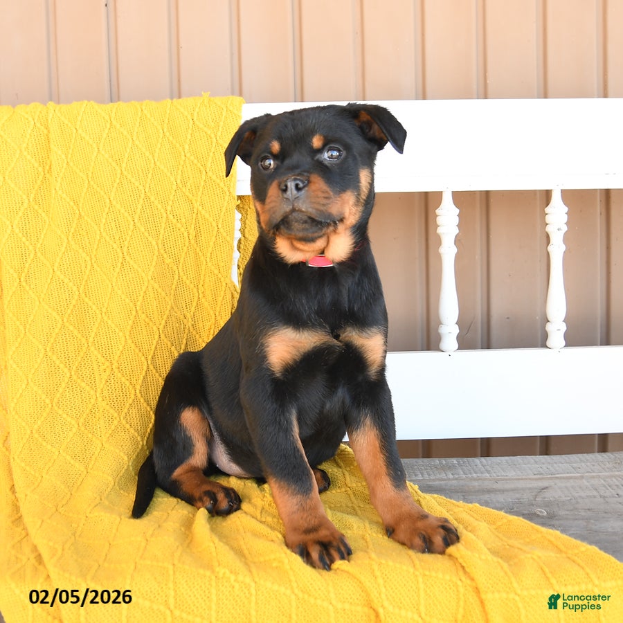 Rottweiler dogs Stella - Ad 2