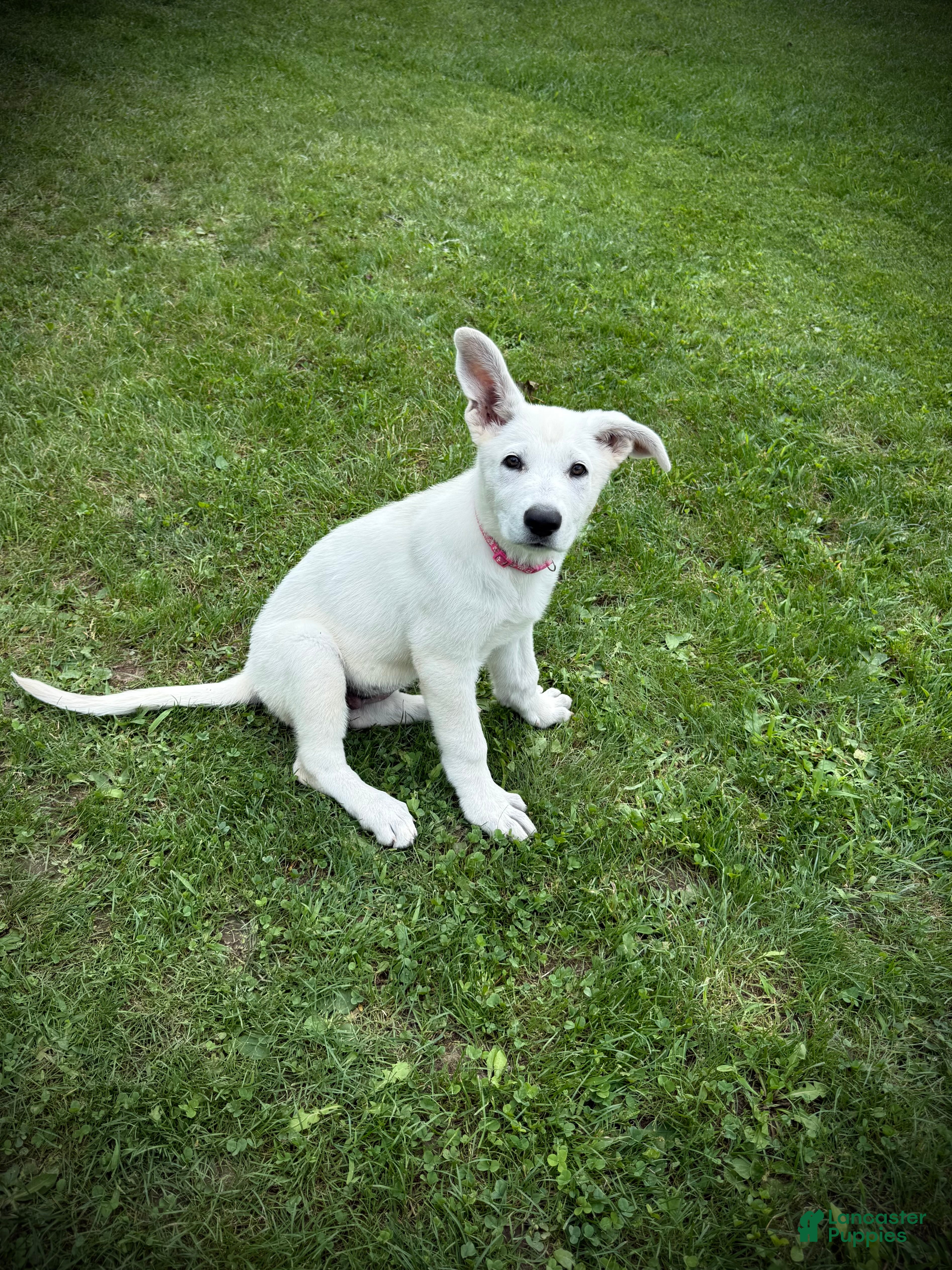 German Shepherd dogs for sale: Pink - Ad 2