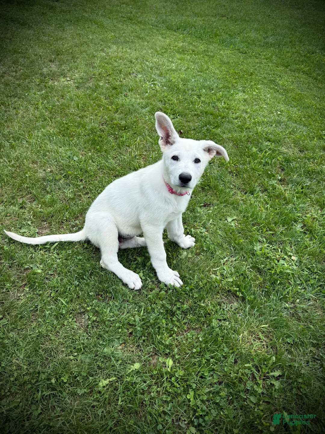 German Shepherd dogs for sale: Pink - Ad 1