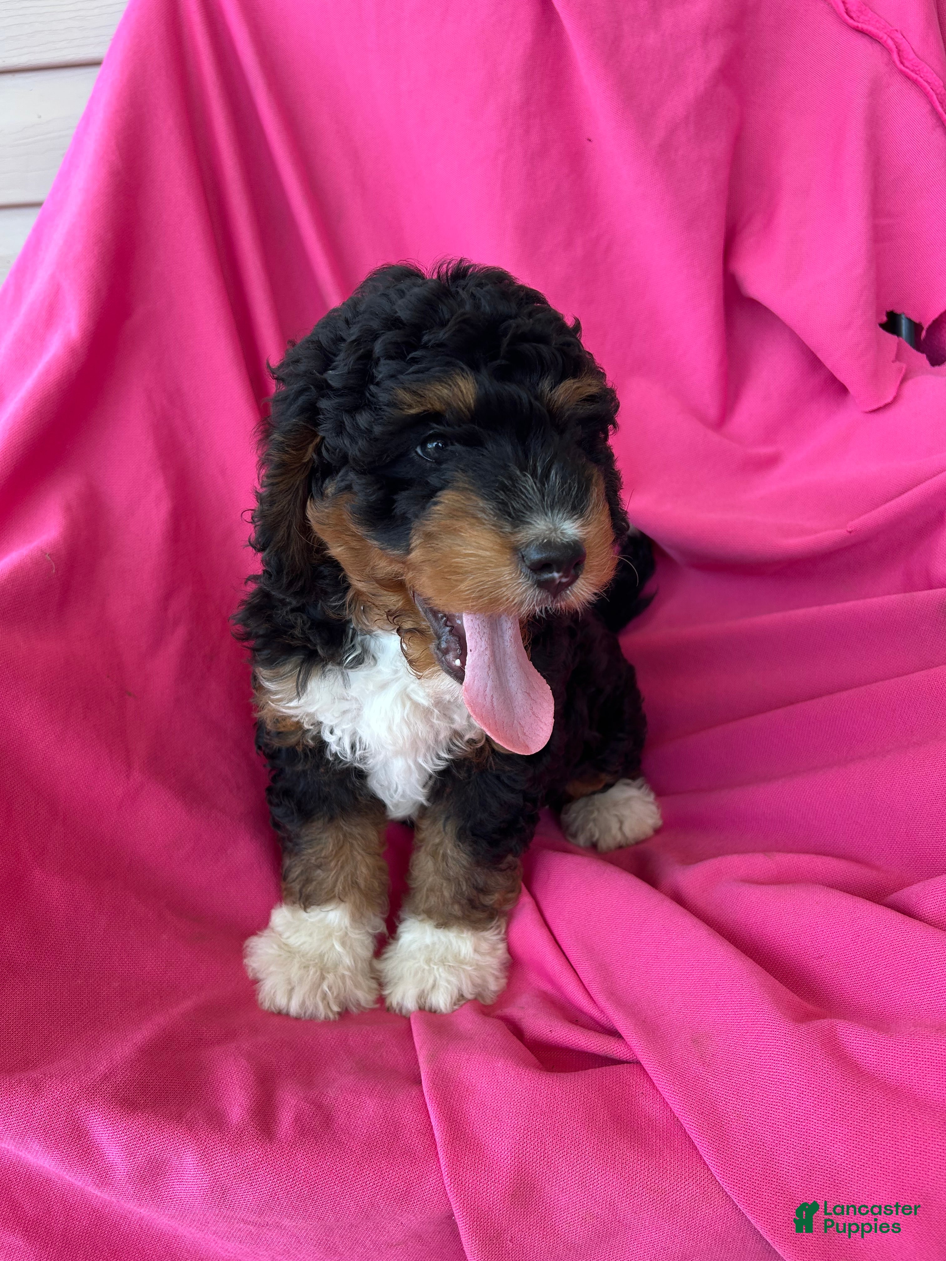 Mini Bernedoodle dogs WALTER - Ad 16