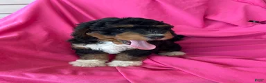 WALTER