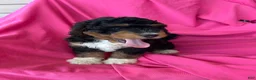 Mini Bernedoodle dogs for sale: WALTER - Ad 1