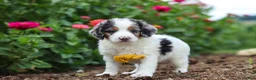 Mini Bernedoodle dogs for sale: Herbie - Ad 4