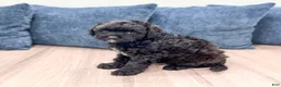 Miniature Poodle dogs for sale: Gus - Ad 4