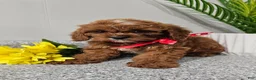 Cavapoo dogs for sale: Maxwell  - Ad 14