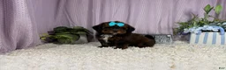 Shihpoo dogs for sale: Shihpoo 4 - Ad 3