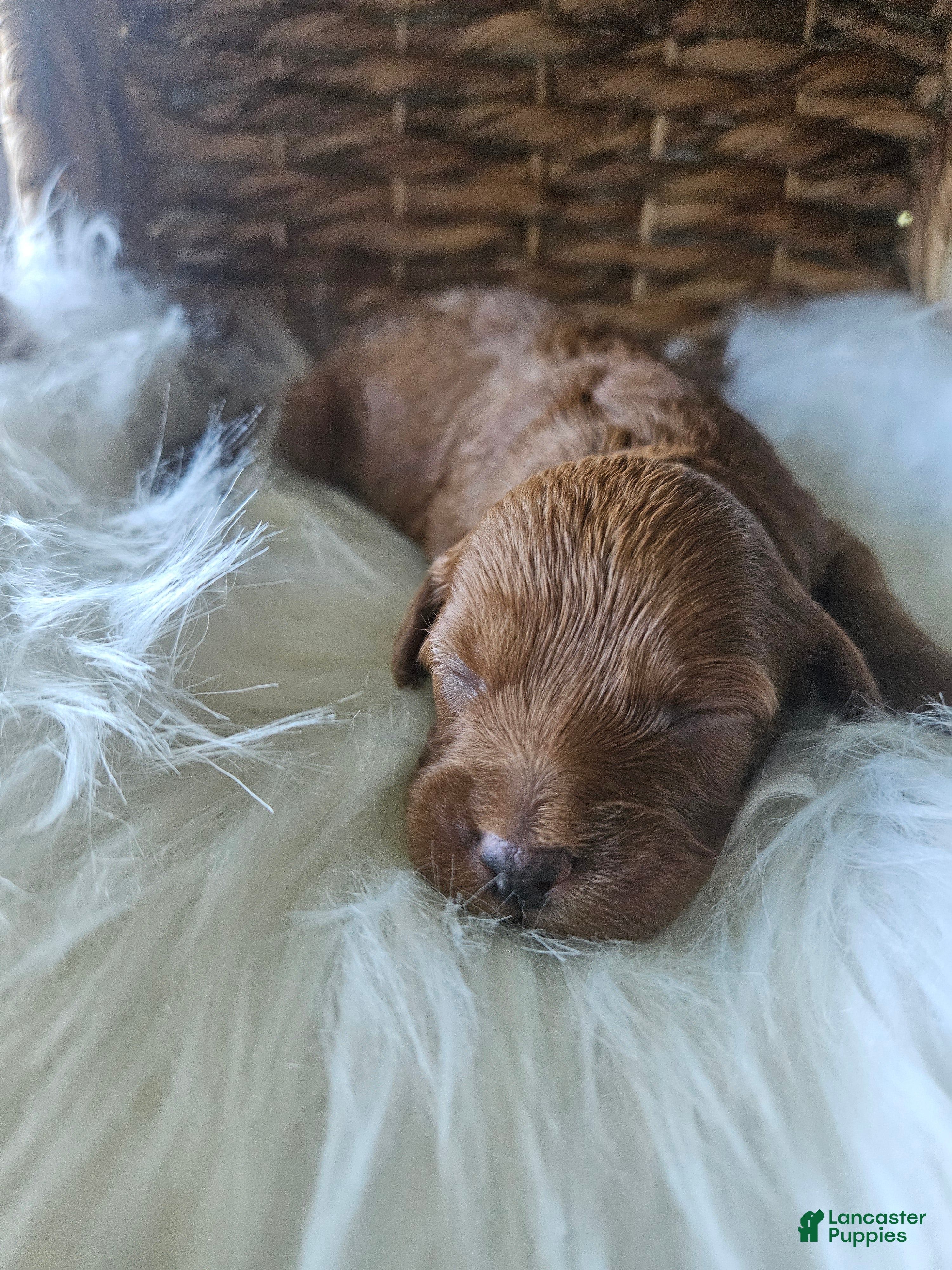 Cavapoo dogs Grace - Ad 30