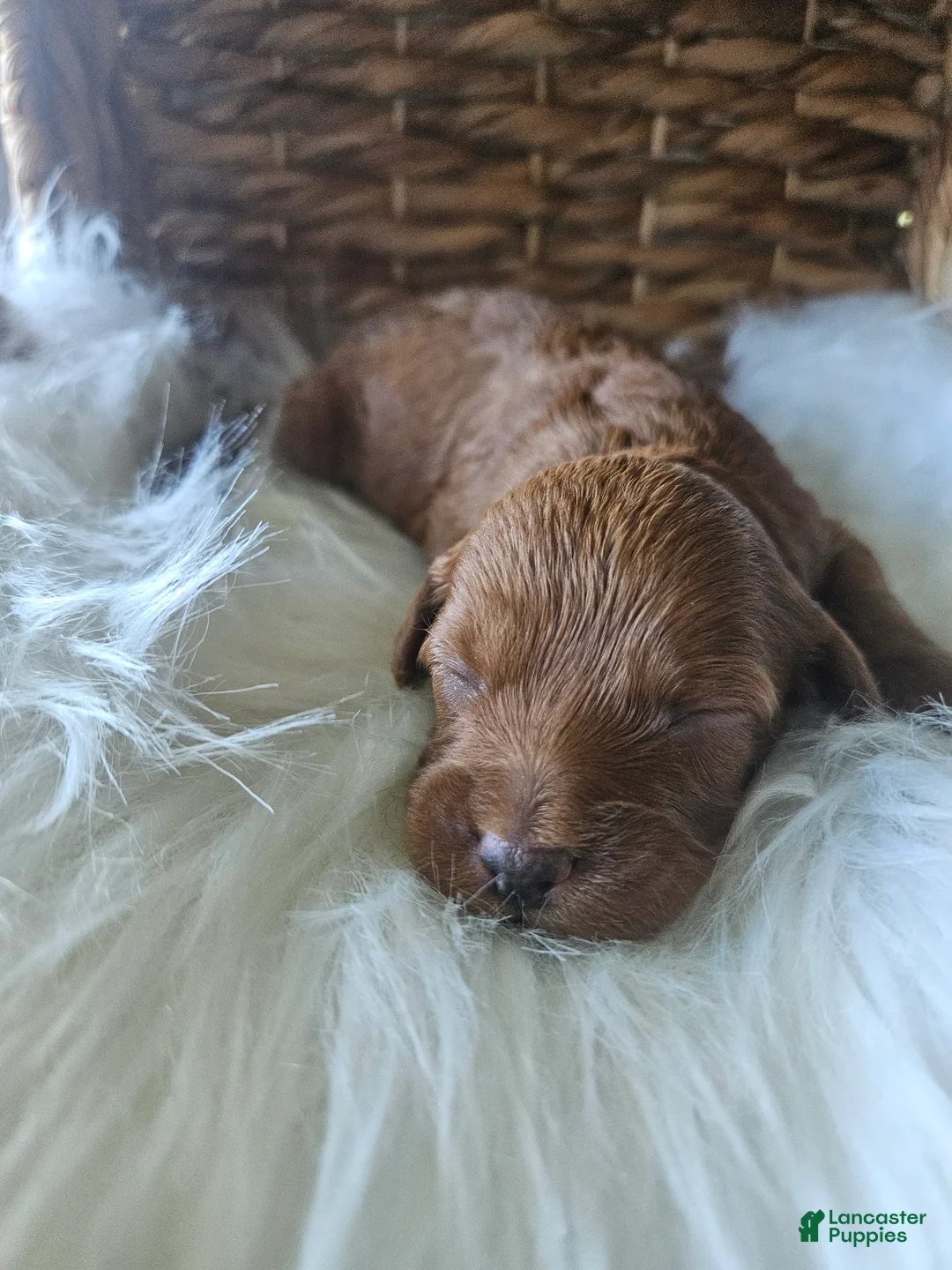 Cavapoo dogs for sale: Grace - Ad 1