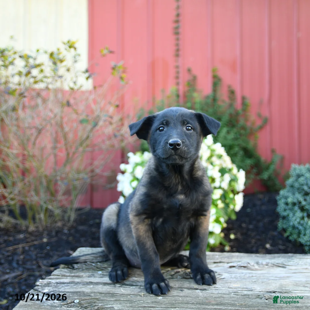 Belgian Malinois dogs for sale: Eden - Ad 3