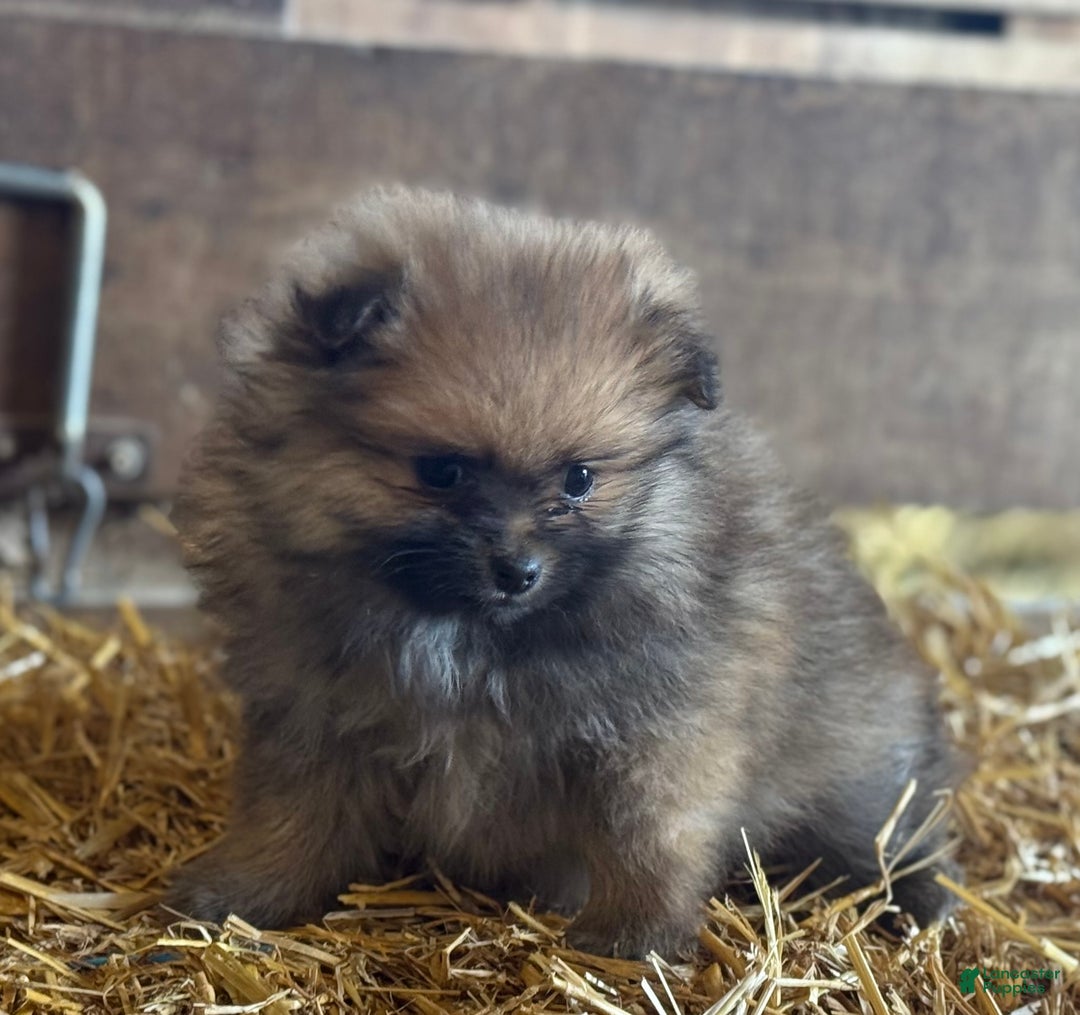 Pomeranian dogs for sale: Ellis - Ad 2