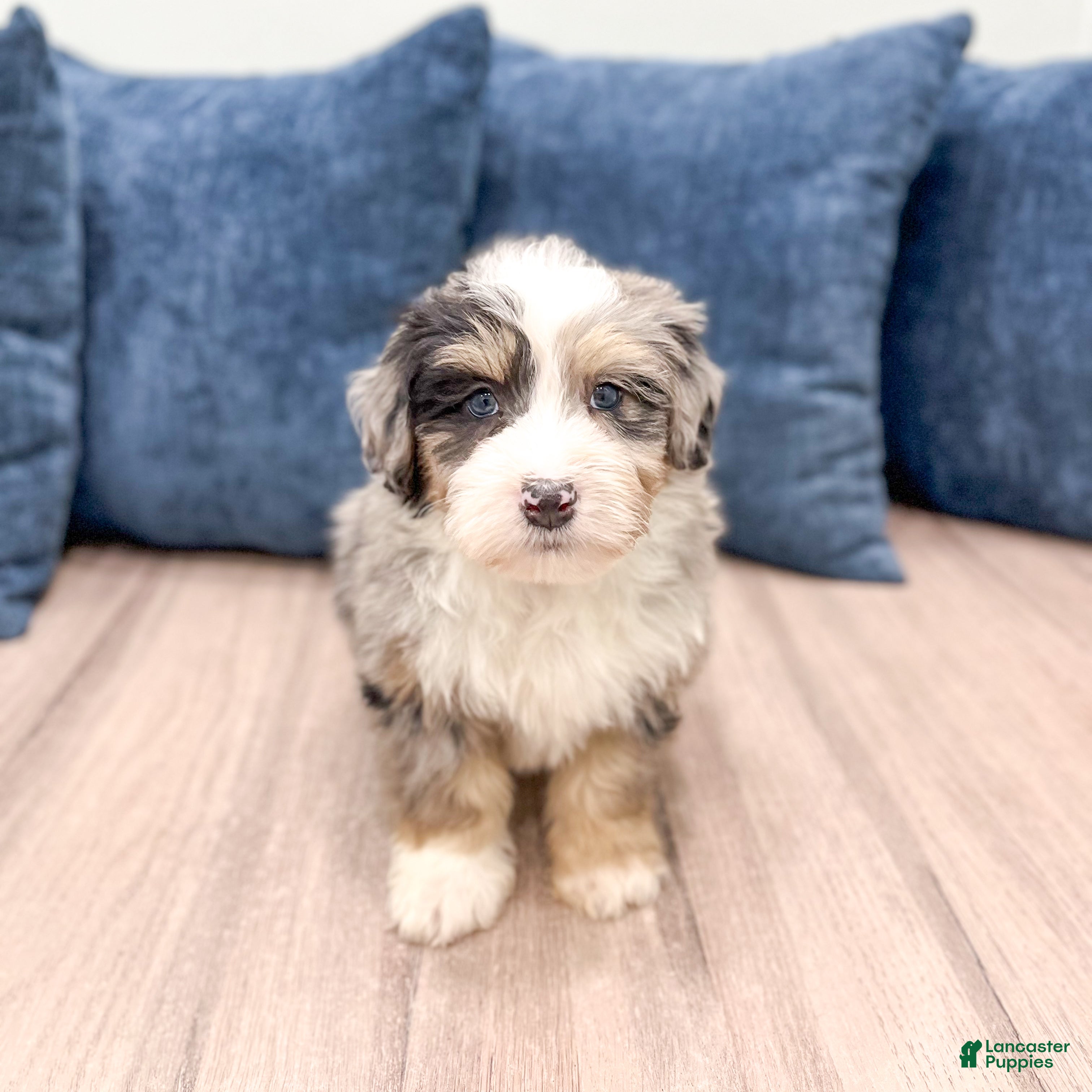 Mini Bernedoodle dogs Wesley - Ad 2